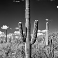 Black Arizona Series - Saguaro Cactus II