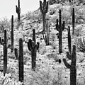 Black Arizona - The Cactus Hill II